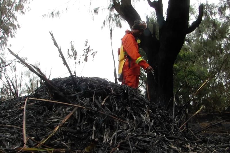 Kebakaran hutan pegunungan Ijen meluas hingga gunung Papak Bondowoso
